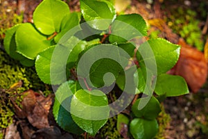 Fresh green branch of Lemon Leaf, Salal Gaultheria shallon close up on natural background in a forest