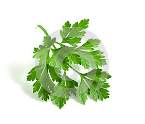 Fresh green branch of parsley with leaves isolated on white background