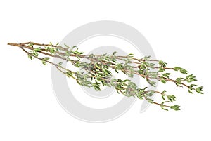 Fresh green branch of thyme isolated on white background