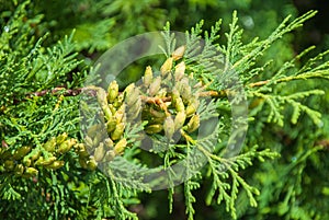 Fresh green branches of Cupressus tree
