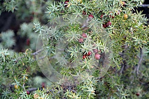 Fresh green branches and ripe red fruits of Cade (Juniperus oxycedrus)
