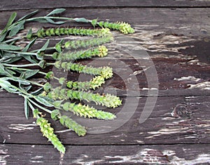 Fresh green branches with yellow flowers of mountain tea Sideritis Scardica, on a wooden table.Medicinal plant