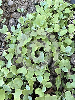Fresh green brassica alboglabra plant in nature garden