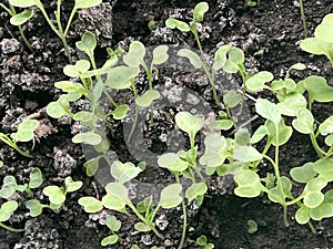 Fresh green brassica alboglabra plant in nature garden