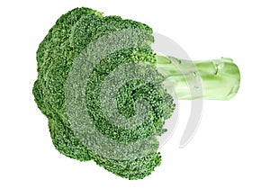 Fresh green broccoli cabbage head with stalk