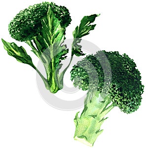 Fresh green broccoli isolated, two vegetables, organic summer harvest, isolated, hand drawn watercolor illustration on