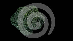 Fresh green broccoli rotating on a black background. Shopping, healthy eating concept. Top view.