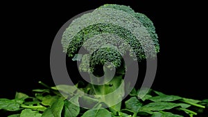 Fresh green broccoli and spinach leaves rotating on a black background. Shopping, healthy eating concept.