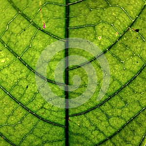 fresh green brown leaves with a beautiful texture.