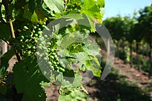 Fresh green bunch of grapes on the plant