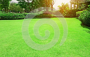 Fresh green Burmuda grass smooth lawn with curve form of bush, trees on the background in the house`s garden  under morning