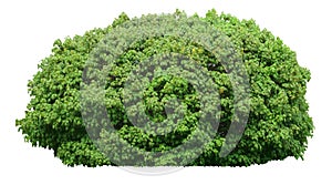 Fresh green bush isolated on white background