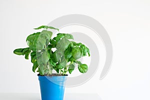 Fresh green bush of potted basil plant in a blue plastic pot isolated on plain white background