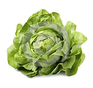 Fresh green butter lettuce head isolated on white