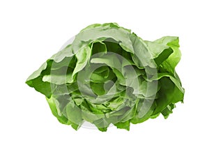 Fresh green butter lettuce head isolated on white