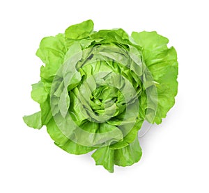 Fresh green butter lettuce head isolated on white