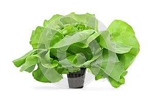 Fresh green butter lettuce head isolated on white