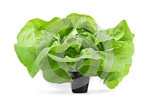 Fresh green butter lettuce head isolated on white