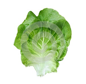 Fresh green butter lettuce leaf isolated on white