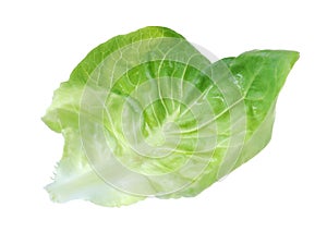 Fresh green butter lettuce leaf isolated on white