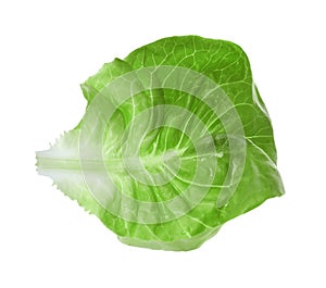 Fresh green butter lettuce leaf isolated on white