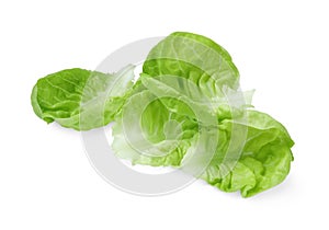 Fresh green butter lettuce leaves isolated on white