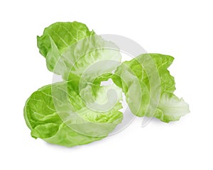 Fresh green butter lettuce leaves isolated on white