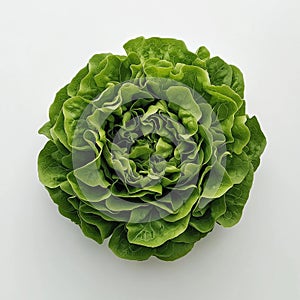 Fresh green butterhead lettuce isolated on white background
