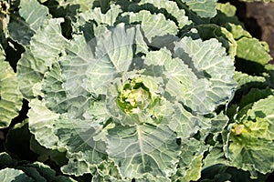 Fresh green Cabbage in farm