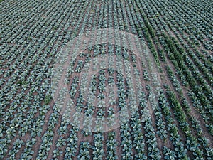 Fresh green cabbage in the farm field. Landscape aerial view of a freshly growing cabbages heads in line. Vivid