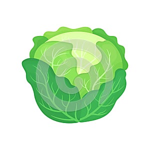 Fresh green cabbage isolated on white background. Organic food. Cartoon style. Vector illustration for design.