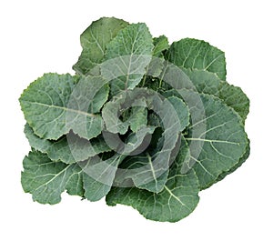 Fresh Green Cabbage Leaf