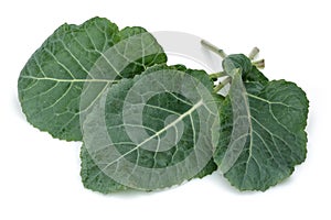 Fresh Green Cabbage Leaf