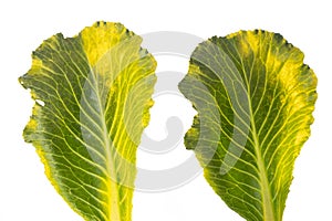 Fresh green cabbage leaf. Cabbage isolated on a white background