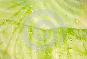 Fresh green cabbage leaf with water drops, macro photography. Fresh raw vegetable, healthy organic food