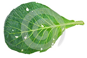Fresh green cabbage leaf