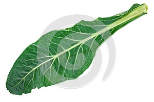 Fresh green cabbage leaf