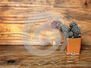 Fresh green Cactus in a orange plastic pot on the wooden Background