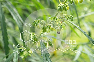 Fresh green cannabis leaf medicinal plant.