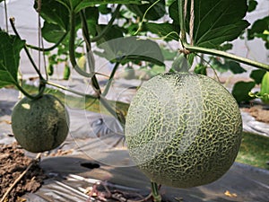 Fresh green cantaloupe melons plants in organic greenhouse garden.Green melons farm.