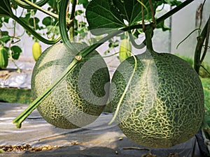 Fresh green cantaloupe melons plants in organic greenhouse garden.Green melons farm.