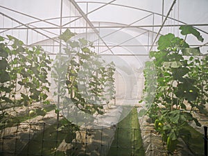 Fresh green cantaloupe melons plants in organic greenhouse garden.Green melons farm.