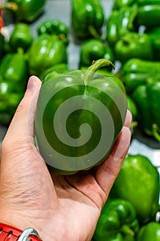 A fresh green capsicum annuum in a hand