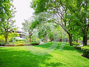 Fresh green carpet grass smooth lawn in garden with row of bush and trees on the background in good care maintenance