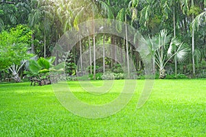 Fresh green carpet grass yard, smooth lawn in a beautiful palm trees garden and good care landscaping in the public park