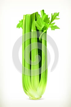 Fresh green celery