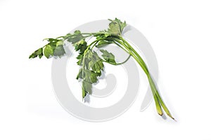 Fresh green celery parsley isolated on white background. Green parsley bunch on clean white background without root