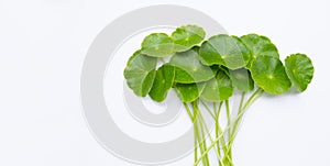 Fresh green centella asiatica leaves or water pennywort  plant