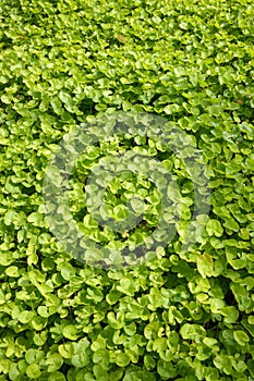 Fresh green centella asiatica plants
