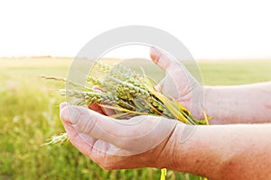 Fresh green cereal, grain in farmer's hands. Agriculture, harvest